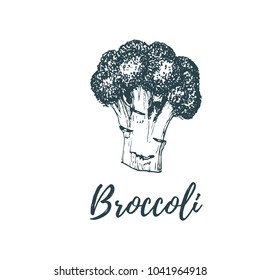 Hand drawn broccoli. Vector illustration. Vegetarian food sketch. Farm market product.
