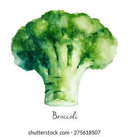 Hand Drawn Broccoli, Watercolor Painting, Vector Illustration For Food Design.