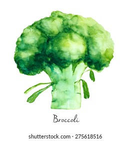 Hand Drawn Broccoli, Watercolor Painting, Vector Illustration For Food Design.