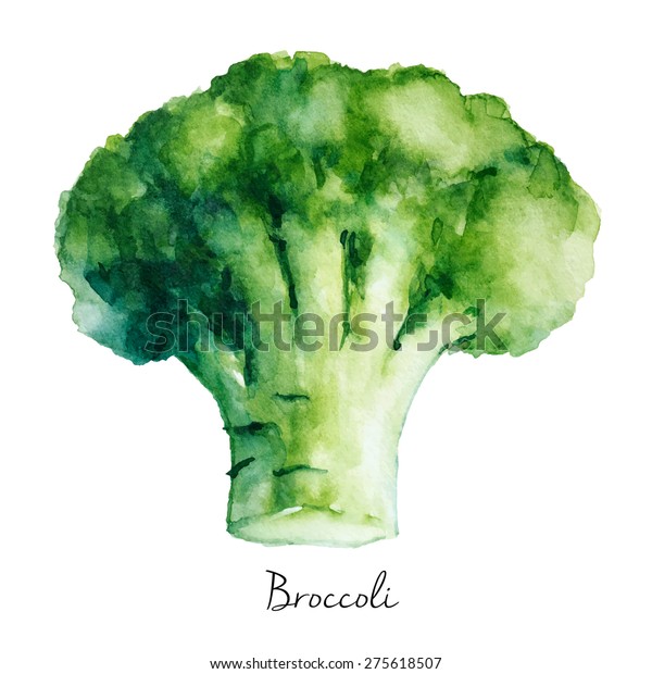 Hand Drawn Broccoli Watercolor Painting Vector Stock Vector (Royalty ...