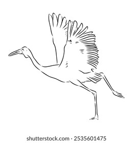 Dibujado a mano Brolga, ilustración de grúa australiana