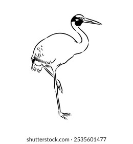 Dibujado a mano Brolga, ilustración de grúa australiana