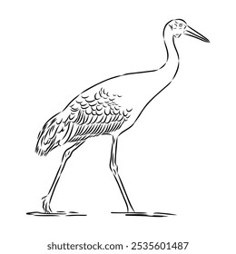 Dibujado a mano Brolga, ilustración de grúa australiana