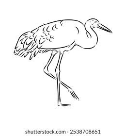 Dibujado a mano Brolga, ilustración de grúa australiana