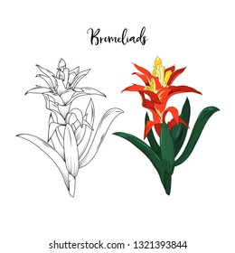 hand drawn bromeliads flower stalk in vector illustration