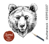 Hand drawn brown bear animal vector illustration. Sketch isolated bear portrait on white background with pencil and label banner