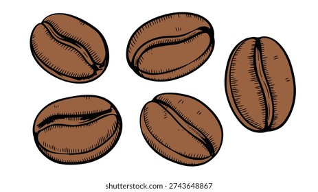 Hand drawn brown coffee beans with black outlines a white background seed food