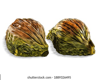 Hand drawn brown and green crispy pistachio mussel shape baklava vector illustration. Midye baklava with its traditional name.