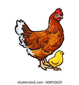 Hand drawn brown hen and little yellow newborn chicken, sketch style vector illustration isolated on white background. Hand drawn, sketched illustration of little chick and big hen, chicken