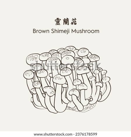 Hand drawn Brown Shimeji Mushroom 灵兰菇. Hand drawn vector illustration in sketch style. EPS 10 商業照片 © 