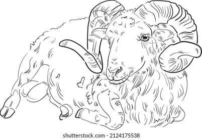 Hand drawn brush ink illustration isolated on white background. Sketch. Doodles. Black and white. Ram. Sheep male. Mutton.