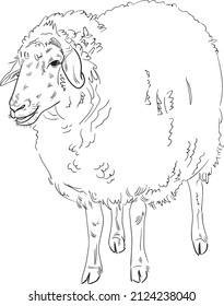 Hand drawn brush ink illustration isolated on white background. Sketch. Doodles. Black and white. Sheep. Mutton. Lamb.
