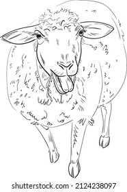Ilustración de tinta de pincel dibujada a mano aislada en fondo blanco. Esbozo. Doodles. Blanco y negro. Oveja. Mutton. Cordero.