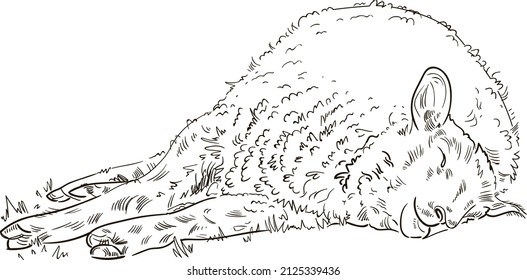 Hand drawn brush ink illustration isolated on white background. Sketch. Doodles. Black and white. Ram. Sheep. Mutton. Lamb.