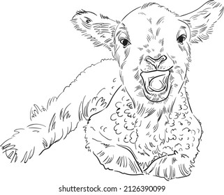 Hand drawn brush ink illustration isolated on white background. Sketch. Doodles. Black and white. Ram. Sheep. Mutton. Lamb. Baby. Smile. Happy.