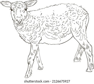 Hand drawn brush ink illustration isolated on white background. Sketch. Doodles. Black and white. Ram. Sheep. Mutton. Lamb. Baby.