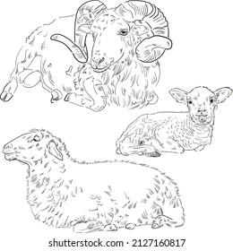 Hand drawn brush ink illustration isolated on white background. Sketch. Doodles. Black and white. Engraved. Ram. Sheep. Mutton. Lamb. Set.