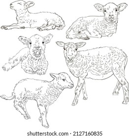 1,126 Curly sheep black white Images, Stock Photos & Vectors | Shutterstock