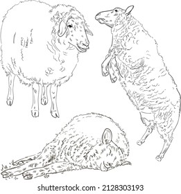 Hand drawn brush ink illustration isolated on white background. Sketch. Doodles. Black and white. Engraved. Ram. Sheep. Mutton. Lamb. Set.