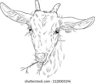 Hand drawn brush ink illustration isolated on white background. Sketch. Doodles. Black and white. Goat. Head. Engraved. Farm animal.