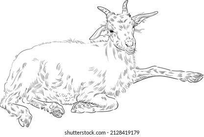 Hand drawn brush ink illustration isolated on white background. Sketch. Doodles. Black and white. Goat.