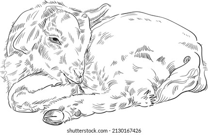 Hand drawn brush ink illustration isolated on white background. Sketch. Doodles. Black and white. Goat. Baby. Resting. Lying. Sleeping.