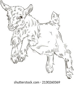 Hand drawn brush ink illustration isolated on white background. Sketch. Doodles. Black and white. Baby goat is jumping, running.