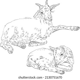 Hand drawn brush ink illustration of goats. Isolated on white background. Sketch. Doodles. Black and white. Mother goat and her baby are lying. Sleeping. Resting. Family. Engraved. Farm animals. Set.