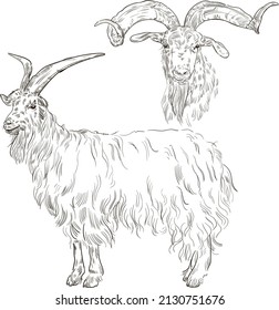 Hand drawn brush ink illustration isolated on white background. Sketch. Doodles. Black and white. Goat is standing. Head of the goat. Engraved. Farm animal.