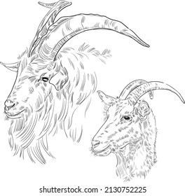 Hand drawn brush ink illustration isolated on white background. Sketch. Doodles. Black and white. Goats. Heads. Male and female. Family. Engraved. Farm animals. Set.
