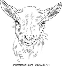 Hand drawn brush ink illustration of goats. Isolated on white background. Sketch. Doodles. Black and white. Head of a baby goat. Engraved. Farm animal.