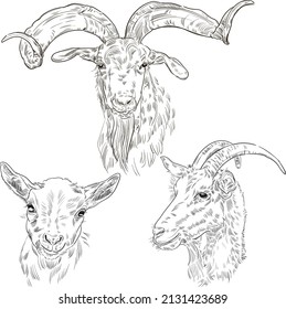 Hand drawn brush ink illustration of goats. Isolated on white background. Sketch. Doodles. Black and white. Heads of a mother goat, father goat and their baby. Family. Engraved. Farm animals. Set.