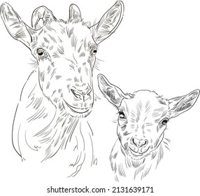 Hand drawn brush ink illustration of goats. Isolated on white background. Sketch. Doodles. Black and white. Heads of a mother goat and her kid. Family. Engraved. Farm animals. Set.