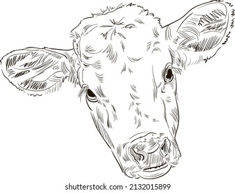 Hand drawn brush ink illustration of head of a calf. Baby of the cow. Isolated on white background. Sketch. Doodles. Black and white. Engraved. Farm animal.