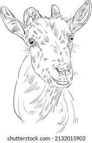 Hand drawn brush ink illustration of a head of the goat. Isolated on white background. Sketch. Doodles. Black and white. Engraved. Farm animal. Female goat.