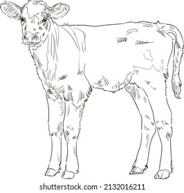 Hand drawn brush ink illustration of head of a calf. Baby of the cow. Isolated on white background. Sketch. Doodles. Black and white. Engraved. Farm animal.