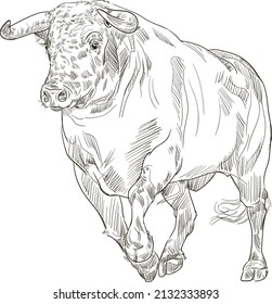 Hand drawn brush ink illustration of a running bull. Isolated on white background. Sketch. Doodles. Black and white. Engraved. Farm animal. Corrida. Bullfight. Spain. Holiday.