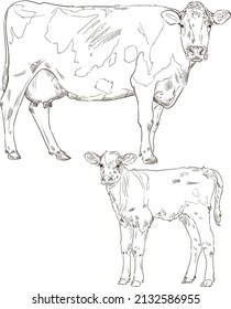 Hand drawn brush ink illustration of of cow and a calf. Calf and his mother. Family. Isolated on white background. Sketch. Doodles. Black and white. Engraved. Farm animals. Set.