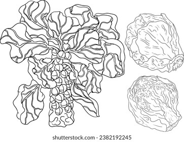 Hand drawn brussels sprouts in engraving style on white background. Vector vegetables illustration. Coloring pages with brussels cabbage 