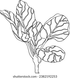 Hand drawn brussels sprouts in engraving style on white background. Vector vegetables illustration. Coloring pages with brussels cabbage 