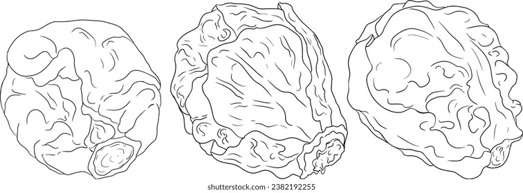 Hand drawn brussels sprouts in engraving style on white background. Vector vegetables illustration. Coloring pages with brussels cabbage 