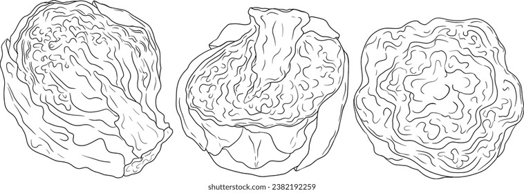 Hand drawn brussels sprouts in engraving style on white background. Vector vegetables illustration. Coloring pages with brussels cabbage 