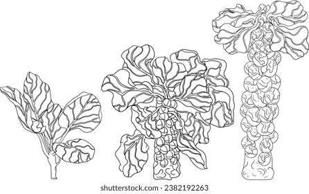 Hand drawn brussels sprouts in engraving style on white background. Vector vegetables illustration. Coloring pages with brussels cabbage 