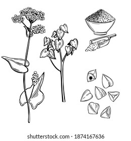 蕎麦の花とそばの実 ベクター手描きのイラスト のベクター画像素材 ロイヤリティフリー