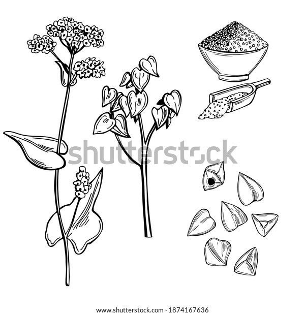 蕎麦の花とそばの実 ベクター手描きのイラスト のベクター画像素材 ロイヤリティフリー