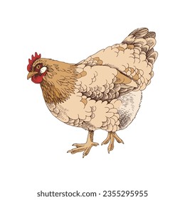 Hand drawn buff orphington chicken