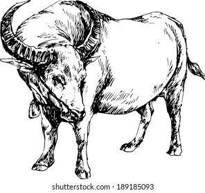 hand drawn buffalo