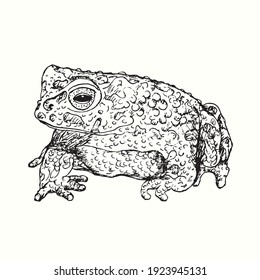 Hand Drawn Bufotes Oblongus, The Eastern Persian Toad. Ink Black And White Drawing. Vector Illustration