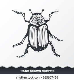 Hand drawn bug. Sketched pine beetle. Insect symbol. Vector Hand drawn bug. Sketched pine beetle. Insect symbol. Vector