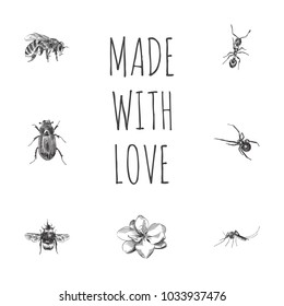 Hand drawn bug sketches set. Collection of mosquito, spider, bumblebee and other sketch elements.